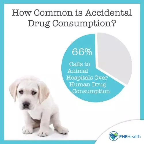 What to do if dog eats adderall